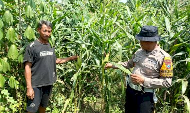 Polsek-Balongbendo-Dukung-Program-Pekarangan-Pangan-Bergizi-Tanaman-Jagung-di-Desa-Seketi